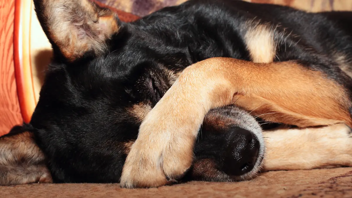 Ein Hund liegt traurig auf dem Boden und hält sich seine Pfote vor die Augen.