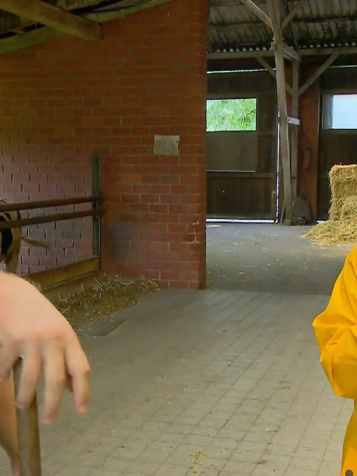 Bild zu: "Im Kuhstall haben Daniel und Jenny nur EIN Thema"