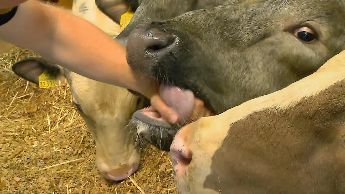 Der Anblick von Daniels Hand an der Bullen-Zunge löst in Jenny etwas aus. 