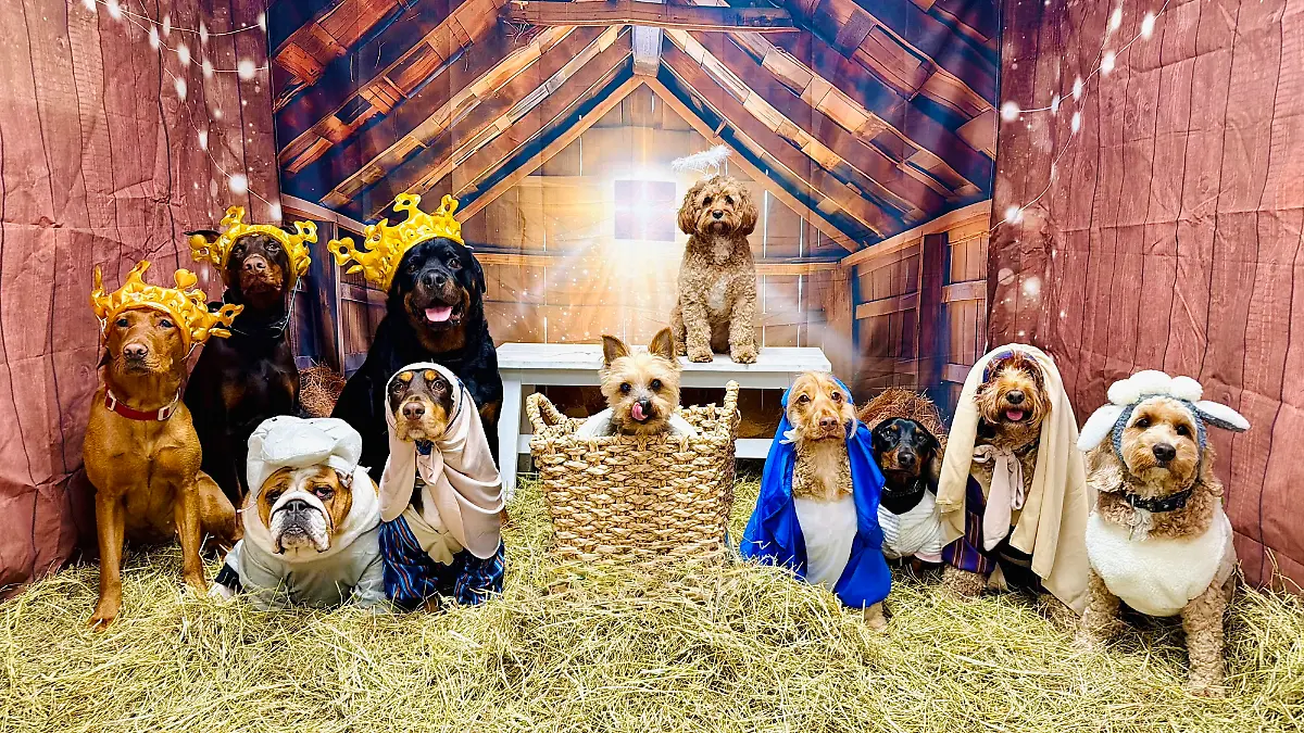 Hundetagesstätte inszeniert Welpen in perfekter Krippenszene