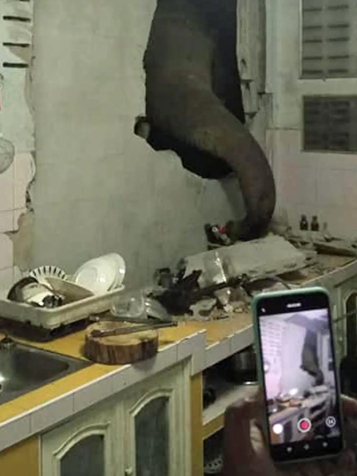 Elefant