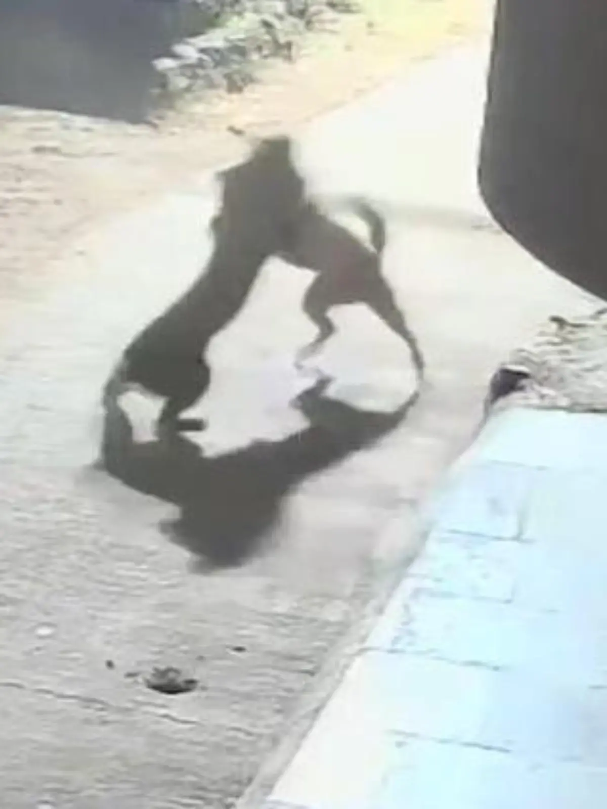 Bild zu: "Im Schlaf angeschlichen! Leopard stürzt sich auf Hund - doch der beißt zurück"