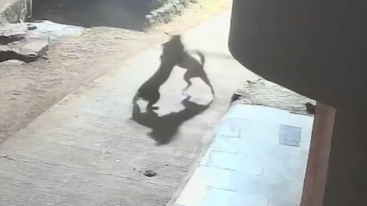 Im Schlaf angeschlichen! Leopard stürzt sich auf Hund - doch der beißt zurück Raubkatze gegen Haustier