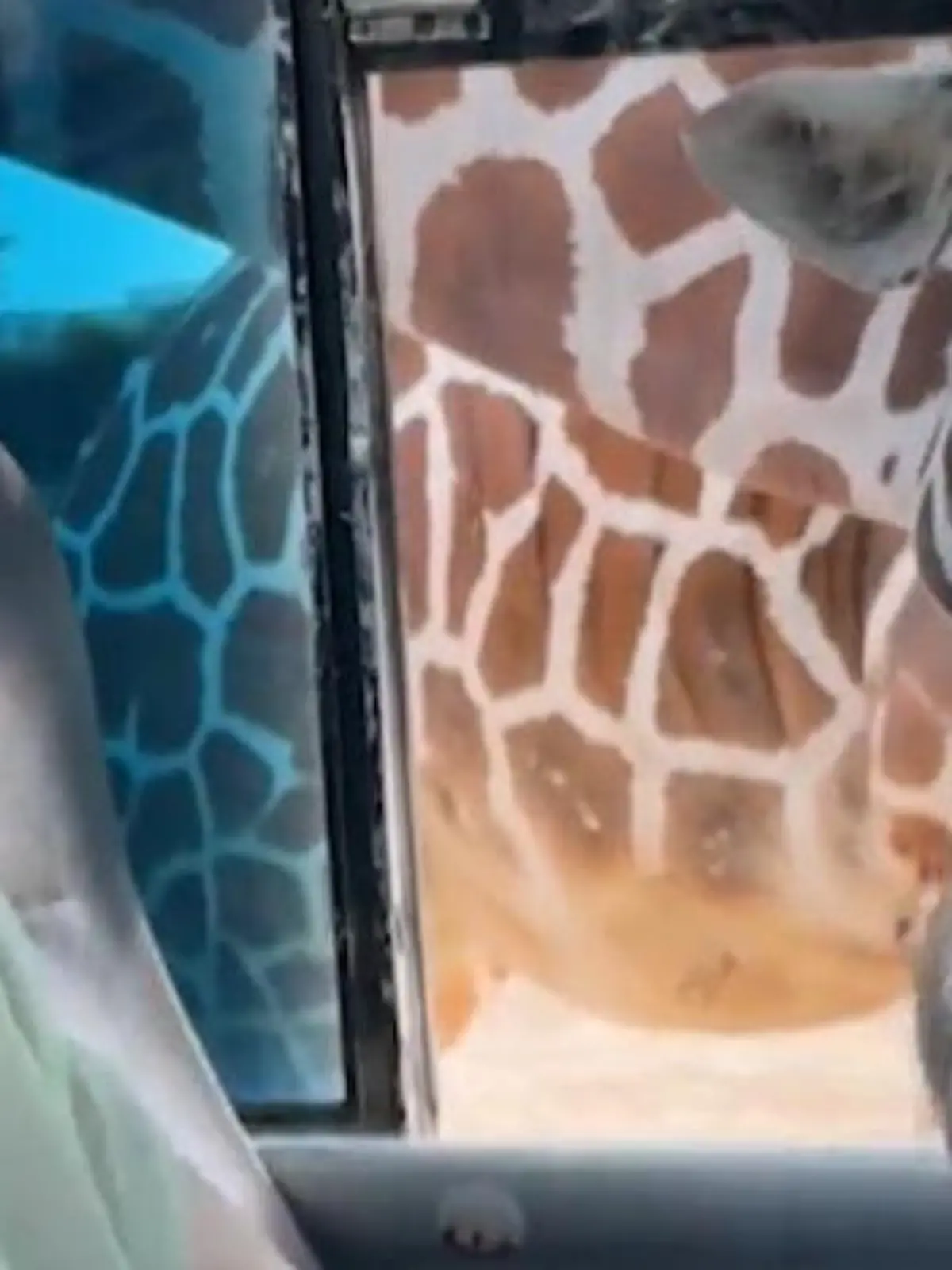 Bild zu: "Schlabber-Überfall im Safari-Bus! Giraffen lassen ihre Zungen spielen"