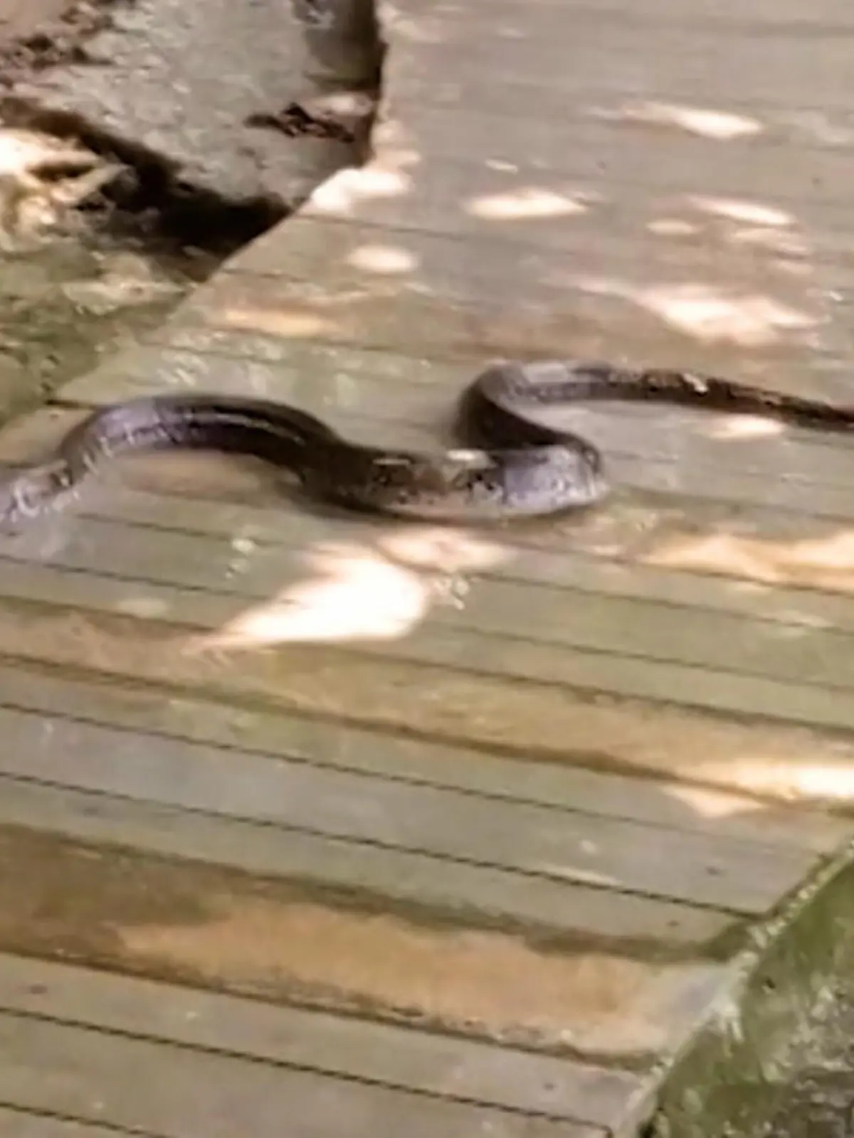 So nah wollten die Badegäste der Natur dann wohl doch nicht kommen. Doch der Emerald Pool in Thailand liegt mitten im Regenwald. Und da stattet auch eine Schlange dem Badesee einen Besuch ab und versetzt die Touristen in Panik.