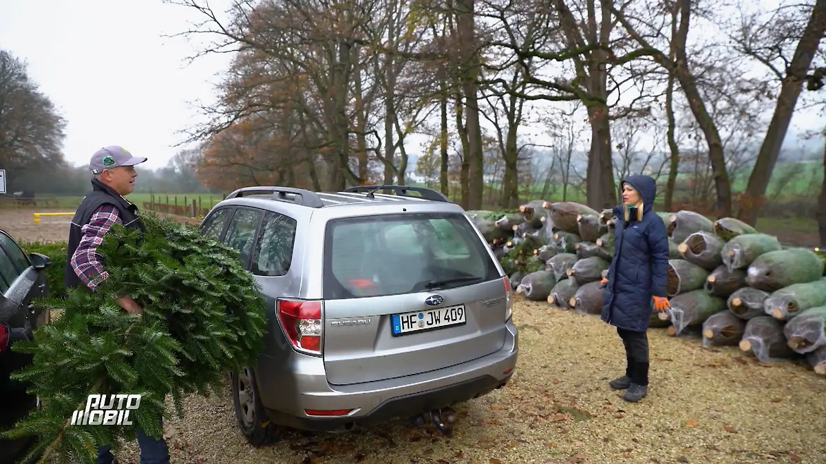 Wie wird der Weihnachtsbaum richtig transportiert? Anni Dunkelmann testet