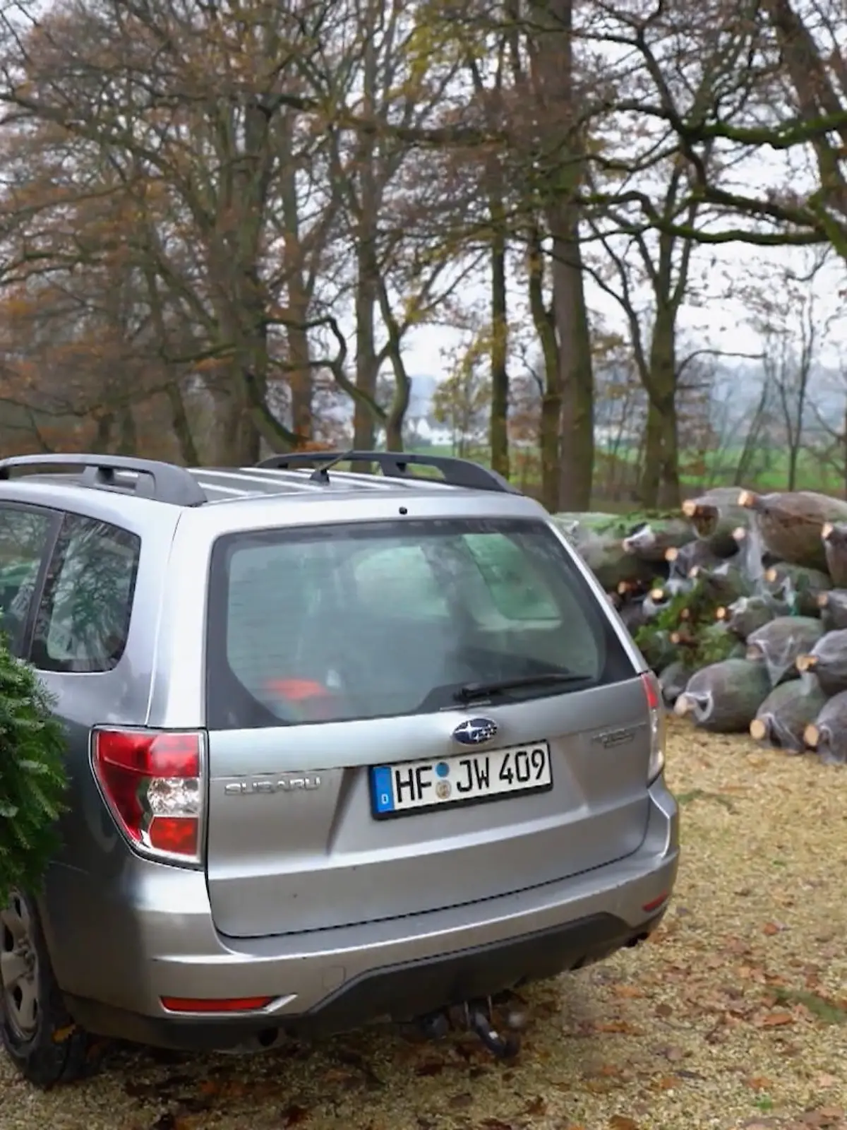 Bild zu: "Wie wird der Weihnachtsbaum richtig transportiert?"