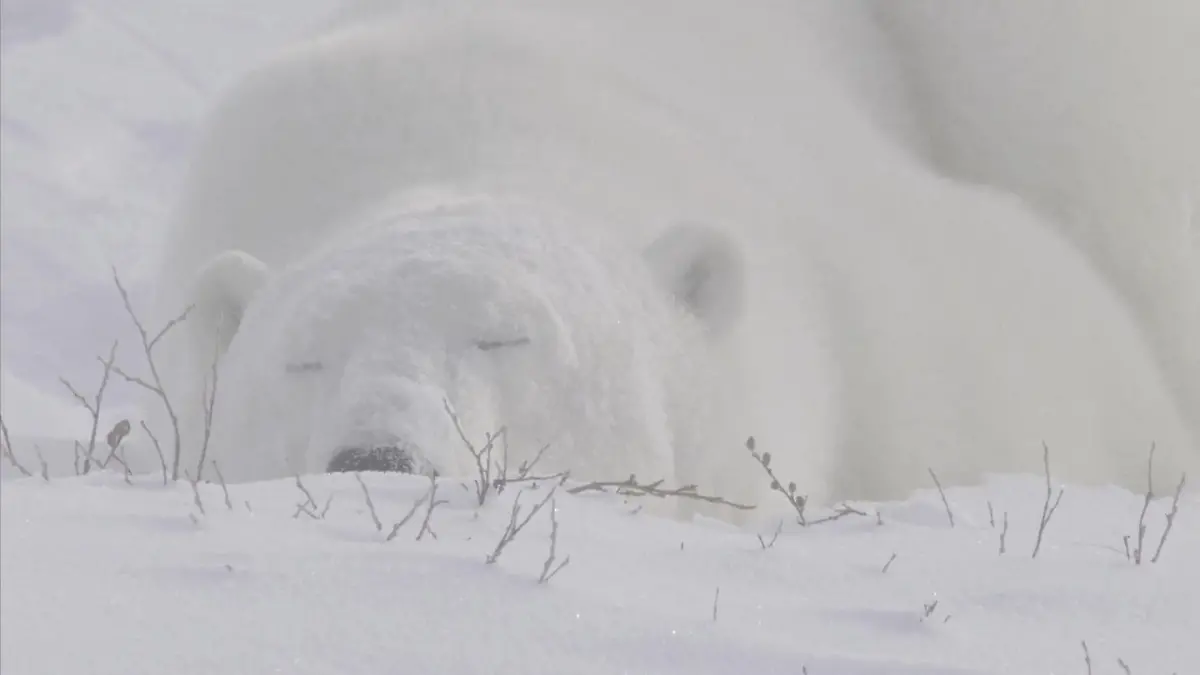 Für erholsamen Schlaf! Diese außergewöhnlichen Techniken nutzen Tiere Moderne Tracker geben neue Erkenntnisse