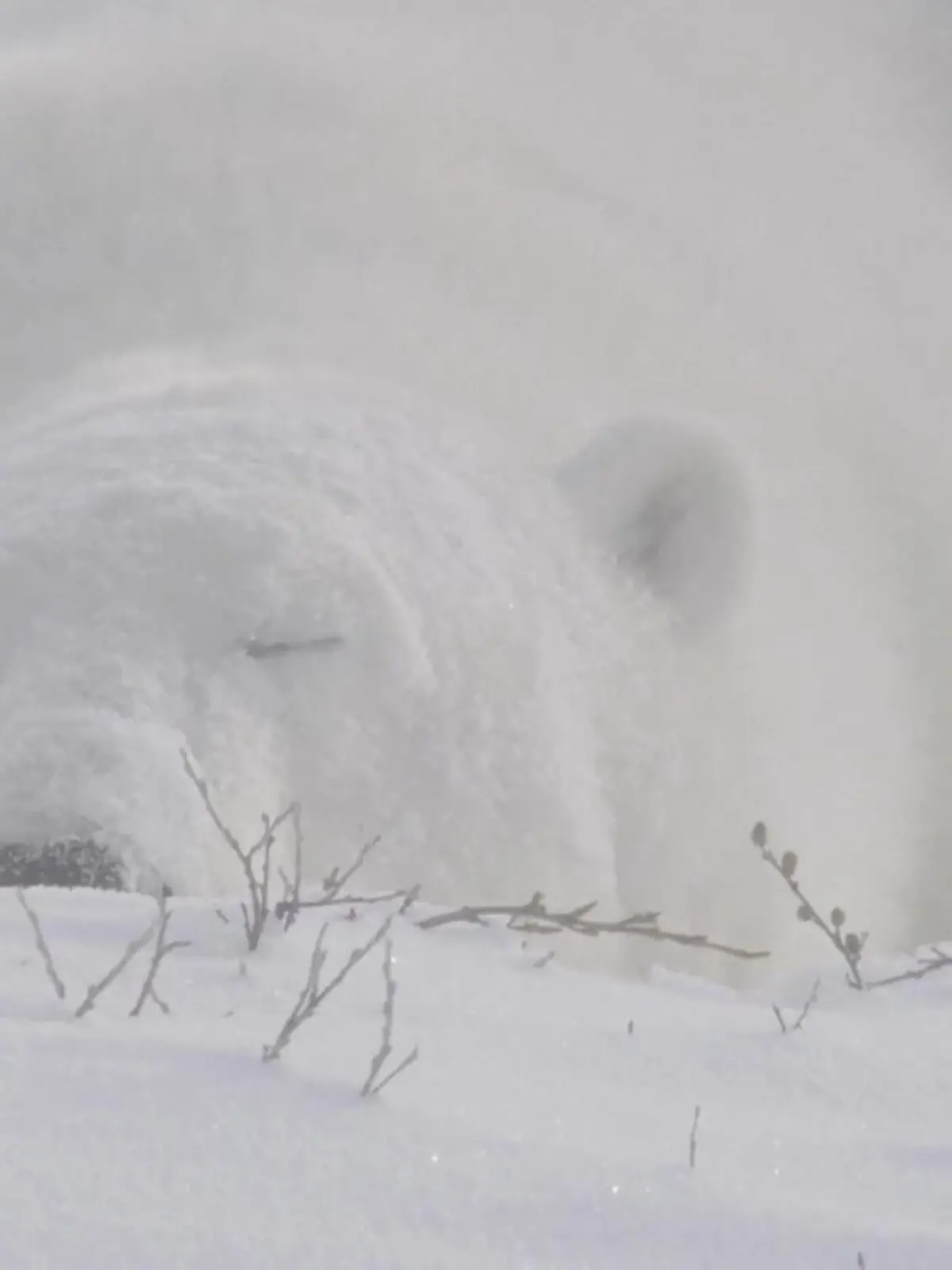 Bild zu: "Für erholsamen Schlaf! Diese außergewöhnlichen Techniken nutzen Tiere"