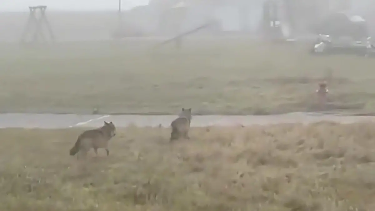 An Kinderspielplatz! Wölfe streunen in Bayern herum Anwohner filmen Tiere im Wohngebiet