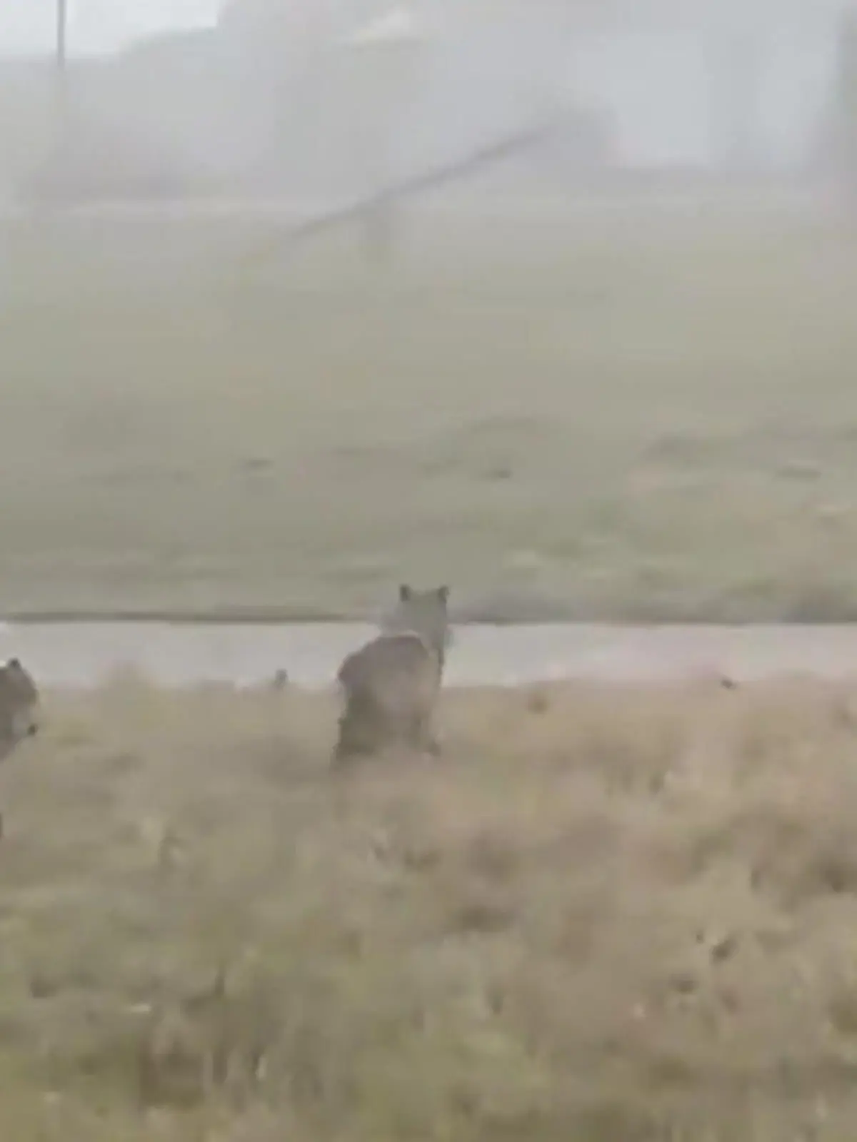 Bild zu: "An Kinderspielplatz! Wölfe streunen in Bayern herum"