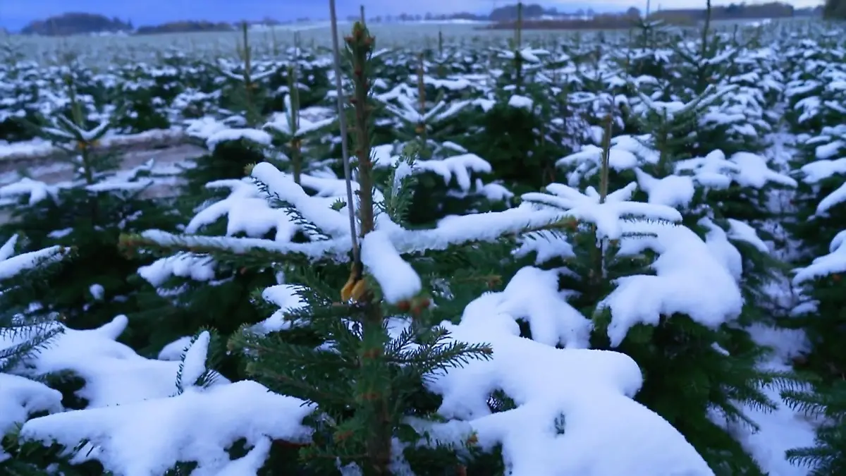 Zu Besuche auf einer Weihnachtsbaum-Plantage in Dänemark Wo die Weihnachsbäume wohnen