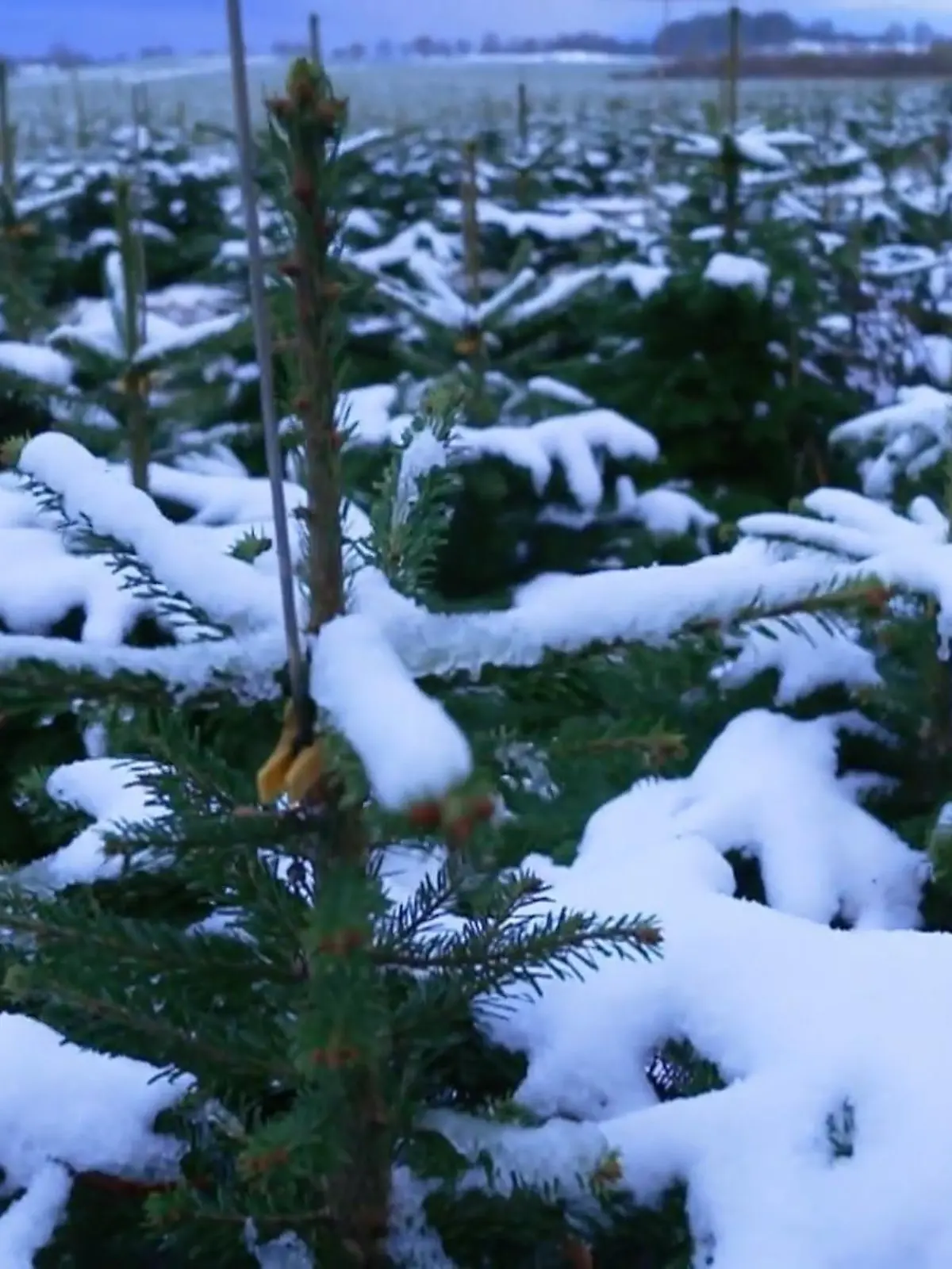 Bild zu: "Zu Besuche auf einer Weihnachtsbaum-Plantage in Dänemark"