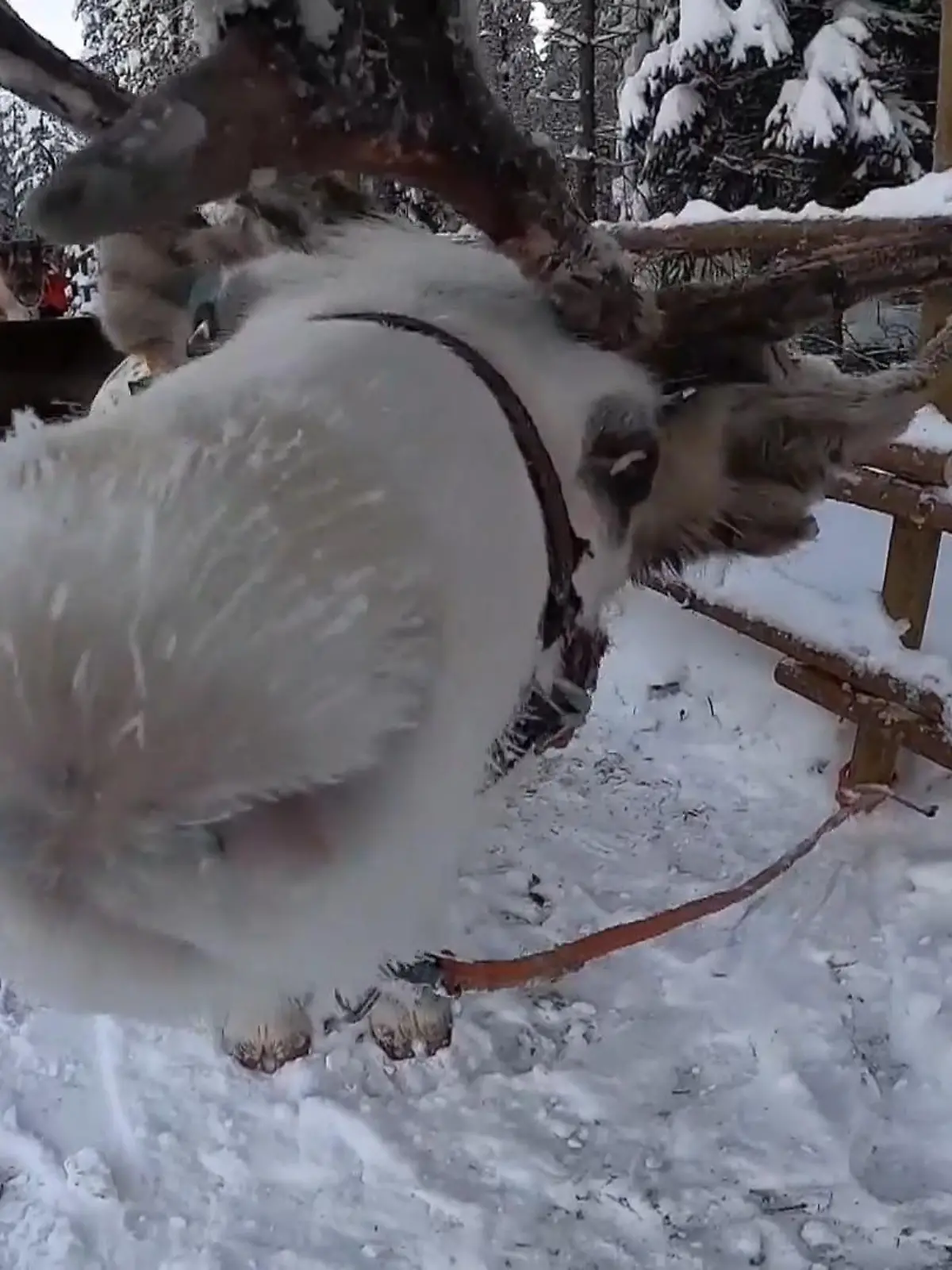 Bild zu: "Im Reich der Rentiere! So leben Rudolph und Co. In Finnland"