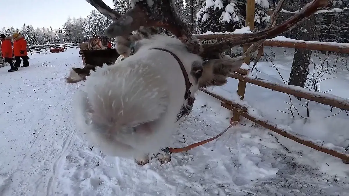 Im Reich der Rentiere! So leben Rudolph und Co. In Finnland Zu Besuch auf einer Farm