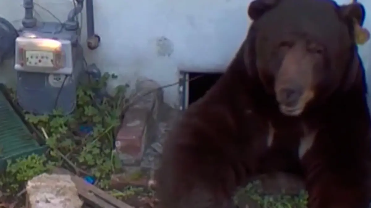 Anwohner hilflos! Bär bricht in Haus ein – und wird zum Mitbewohner „Ich wache auf und höre Gepolter!"