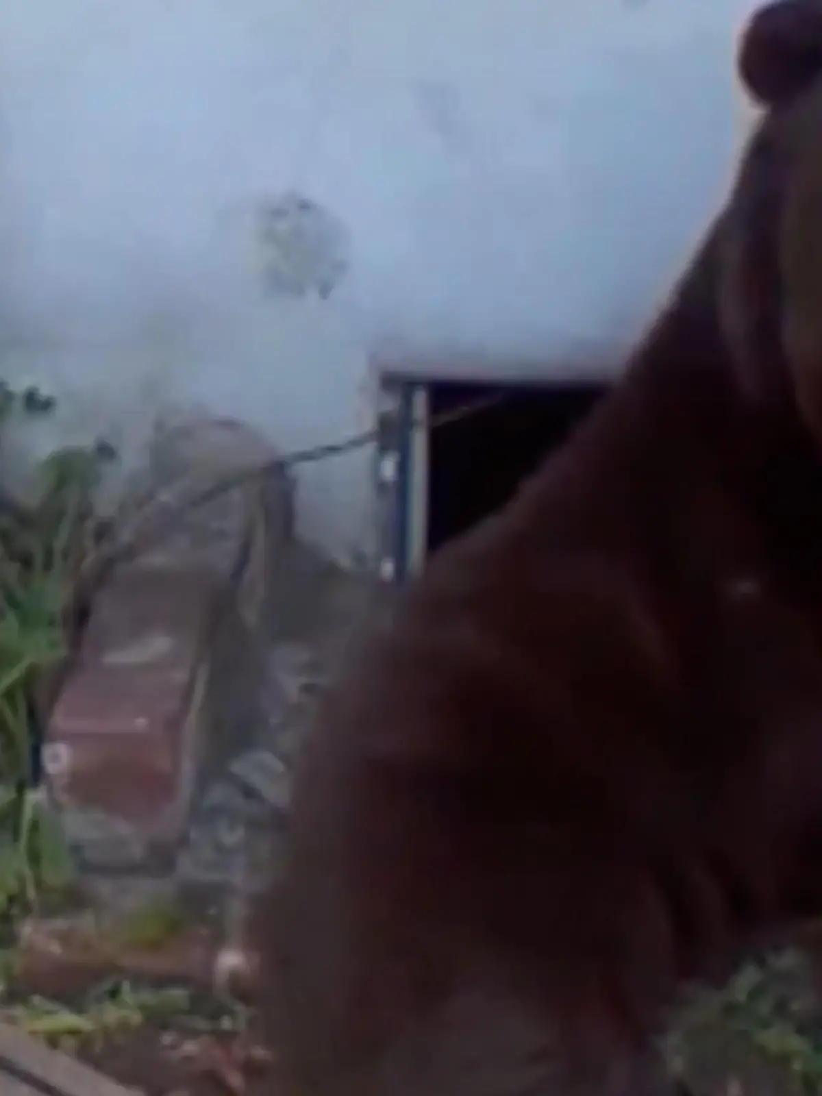 Bild zu: "Anwohner hilflos! Bär bricht in Haus ein – und wird zum Mitbewohner"