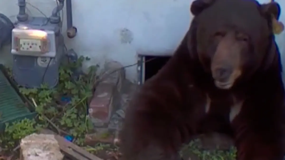 Los-Angeles-B-r-bricht-in-Haus-ein-und-wird-zum-Mitbewohner-Anwohner-hilflos-