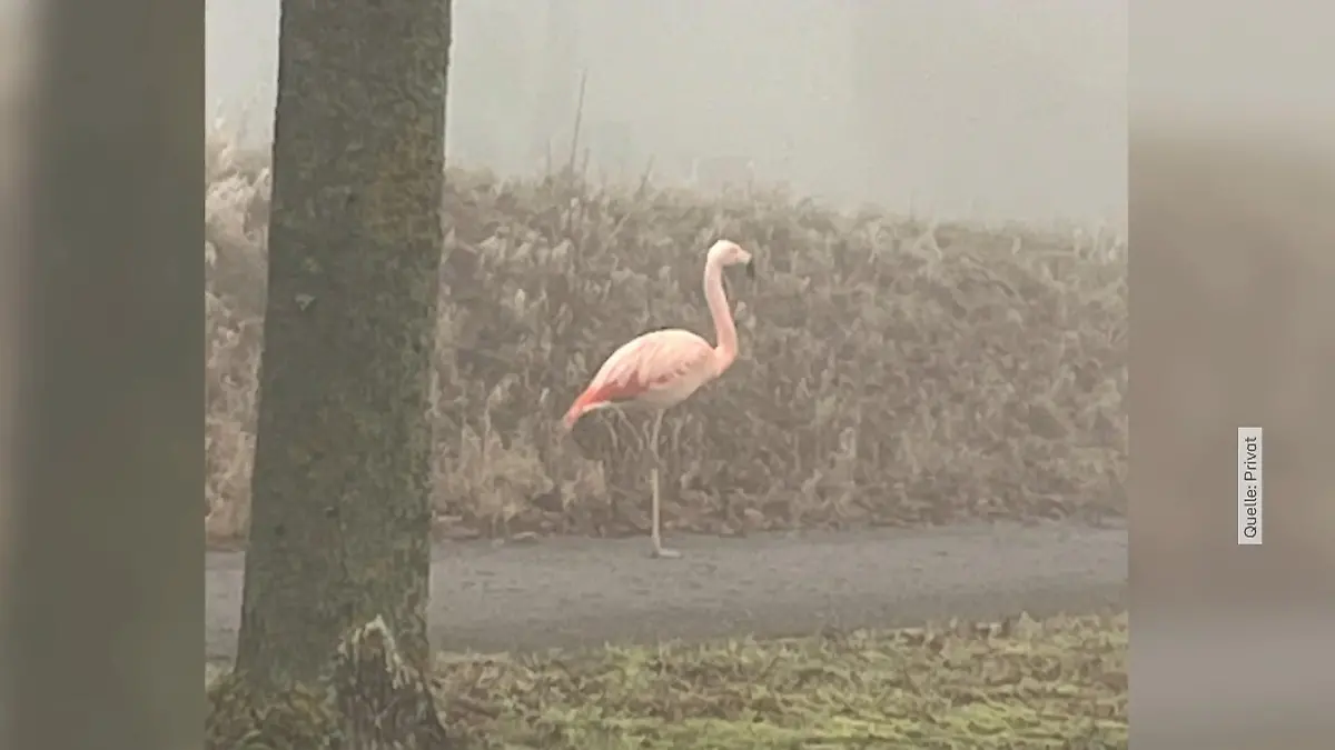 Wilder Flamingo steht plötzlich im Nebel bei Ulm Niemand vermisst ihn