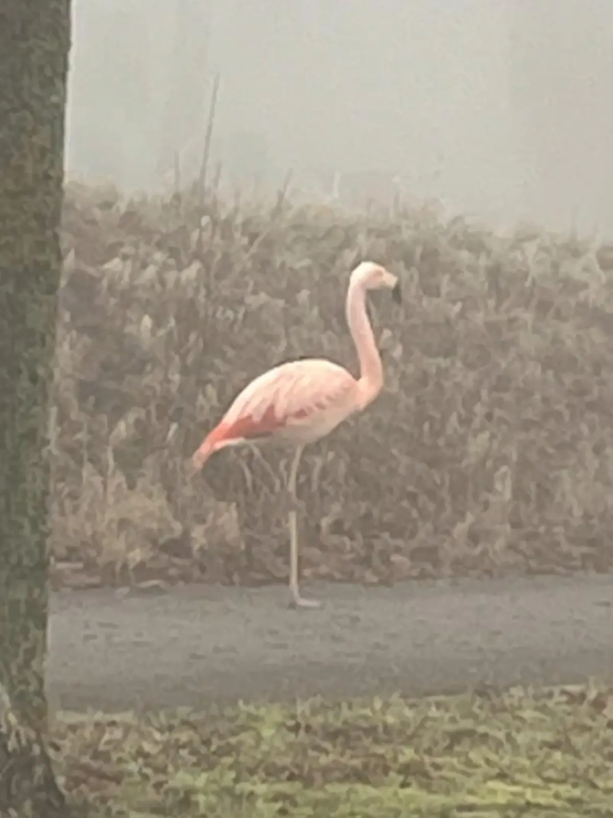 Bild zu: "Wilder Flamingo steht plötzlich im Nebel bei Ulm"