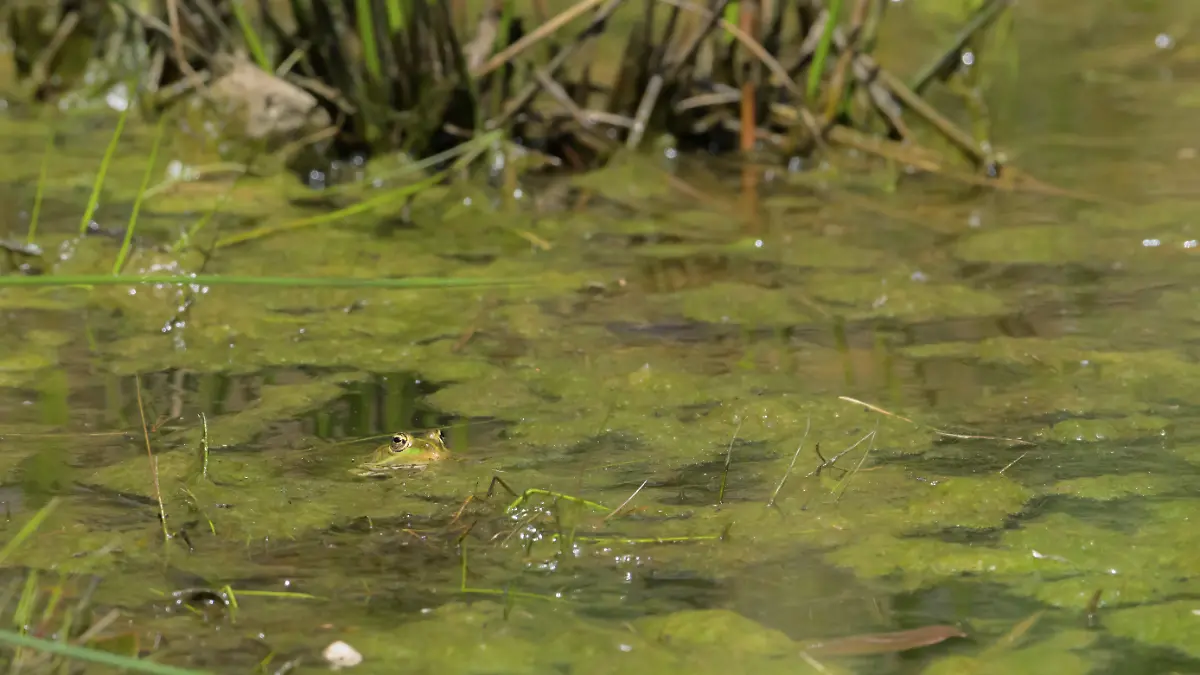 In Bremen liefert sich ein Mann mitten in der Nacht eine wilde Flucht vor der Polizei – die überraschend feucht endet.