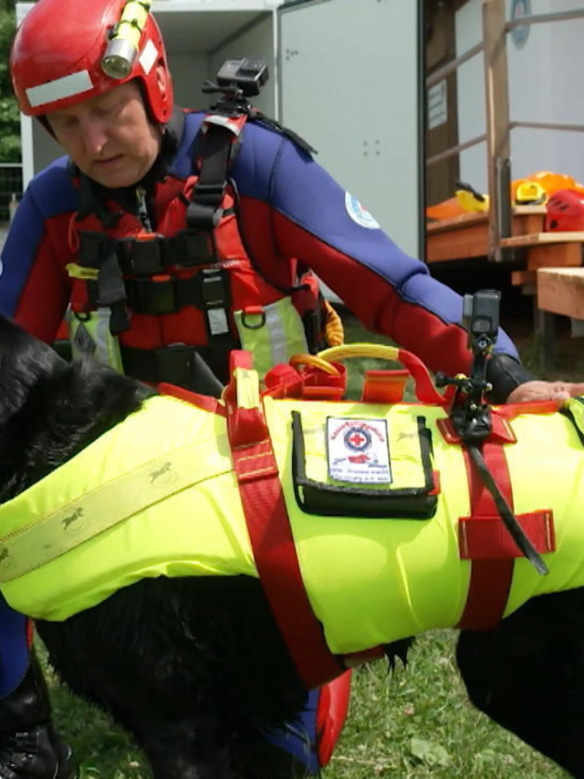 Bild zu: "Wasserrettungshunde im Einsatz"