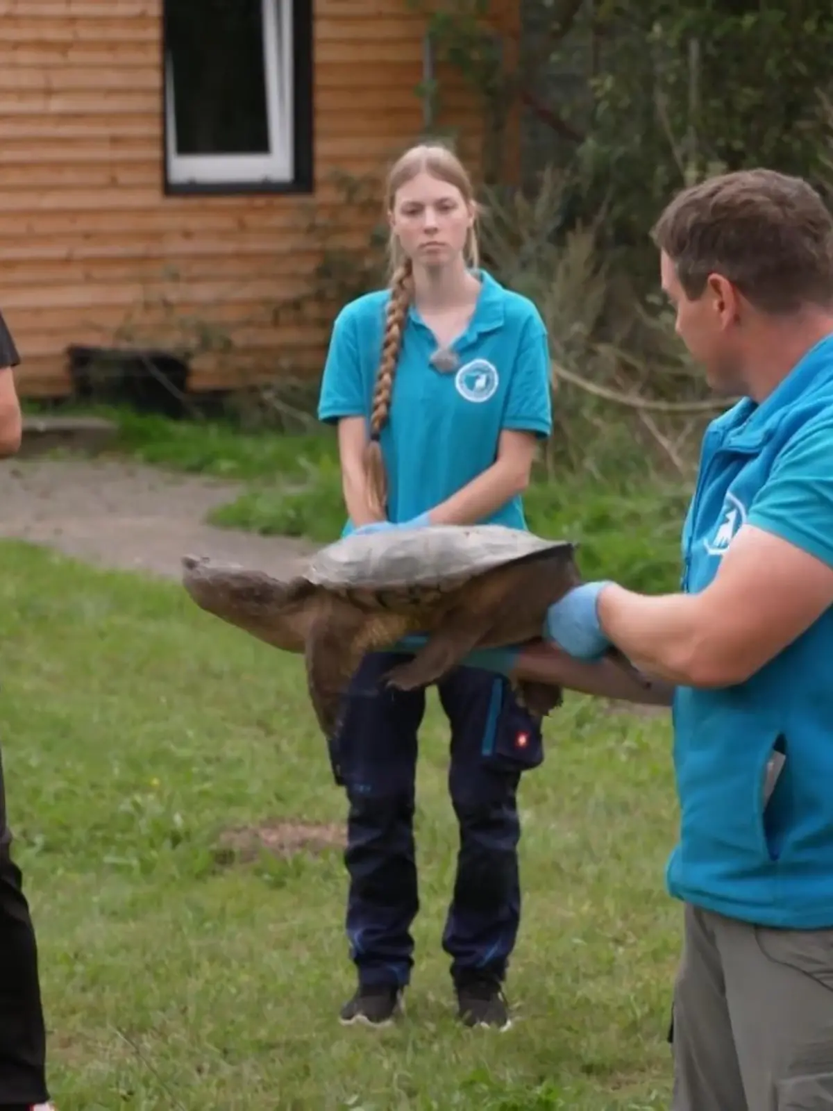 Bild zu: "Martin und Deffi helfen beim Umquartieren einer Schnappschildkröte"