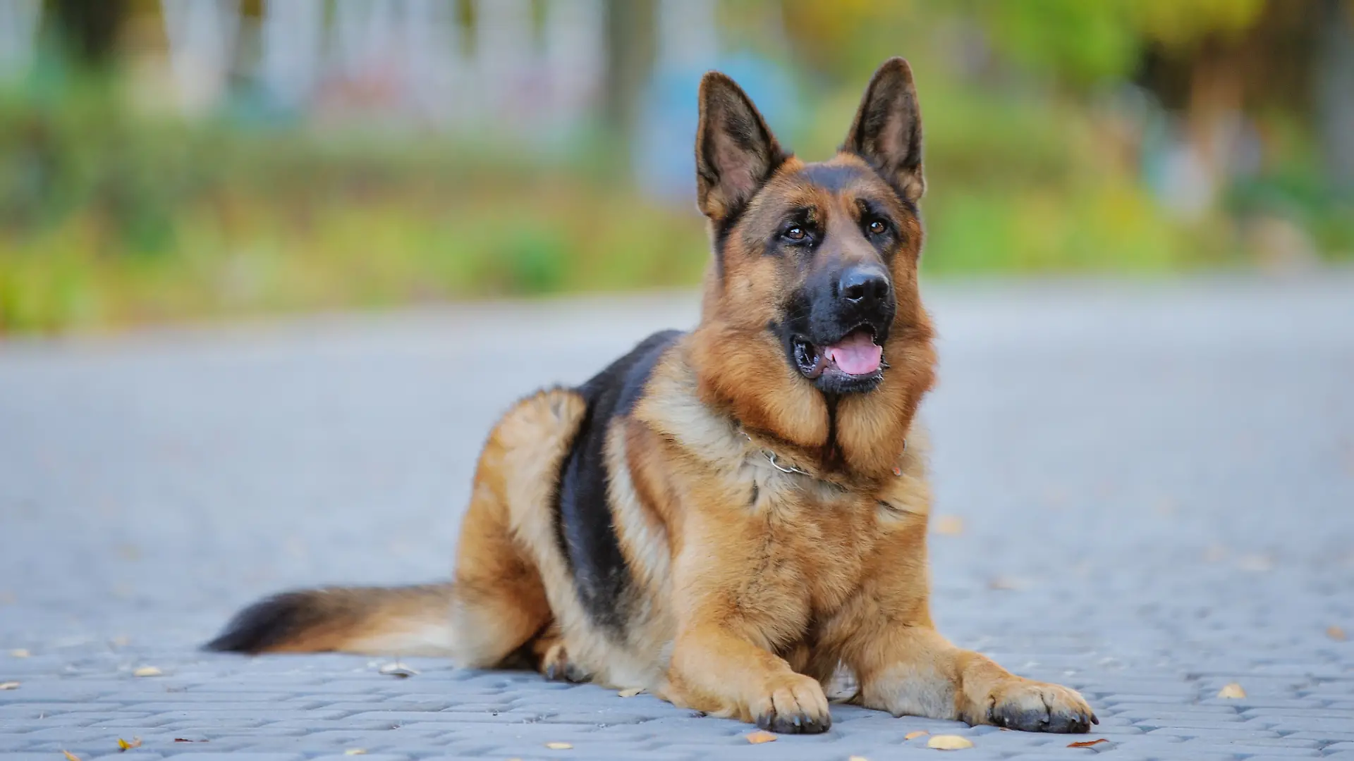 Ein wunderschöner Deutscher Schäferhund, gehorsam auf der Straße, führt Befehle aus