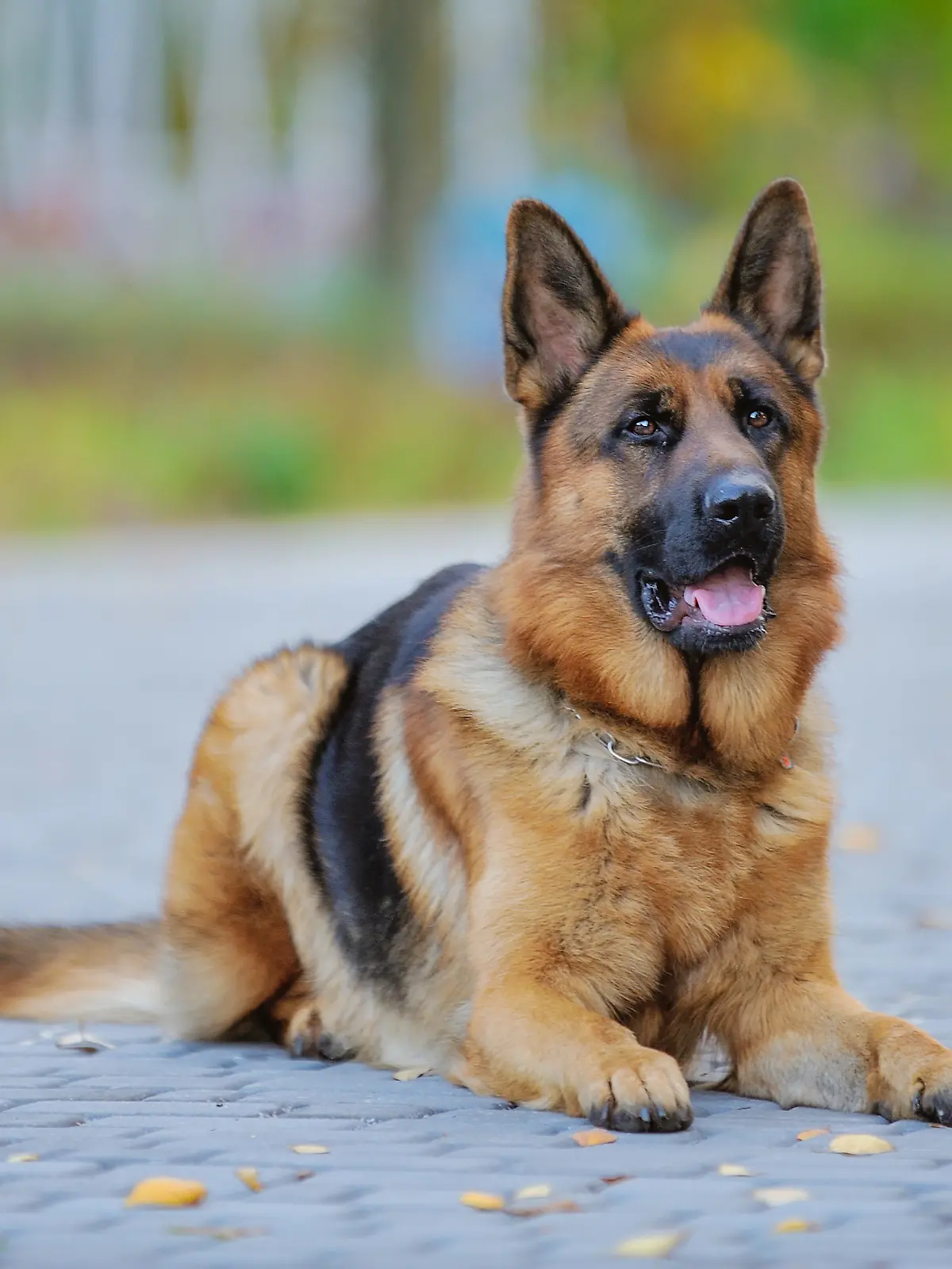Ein wunderschöner Deutscher Schäferhund, gehorsam auf der Straße, führt Befehle aus
