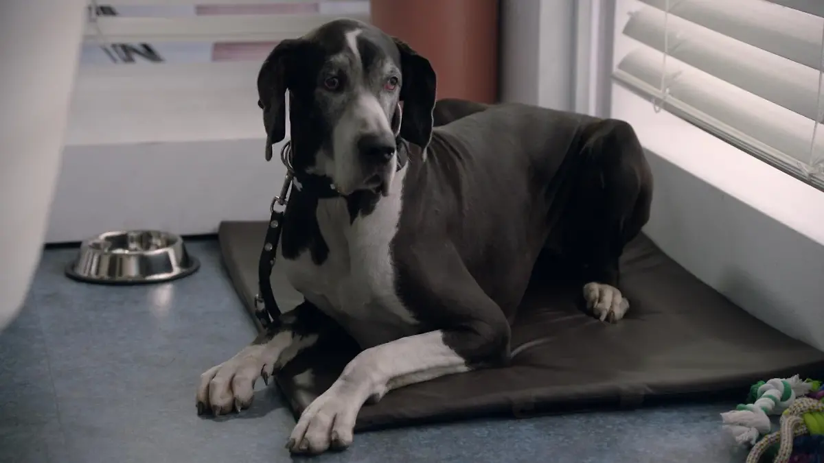 Doggen-Dame Ebony spielt GZSZ-Serienhund Tolstoi
+++ Die Verwendung des sendungsbezogenen Materials ist nur mit dem Hinweis und Verlinkung auf RTL+ gestattet. +++