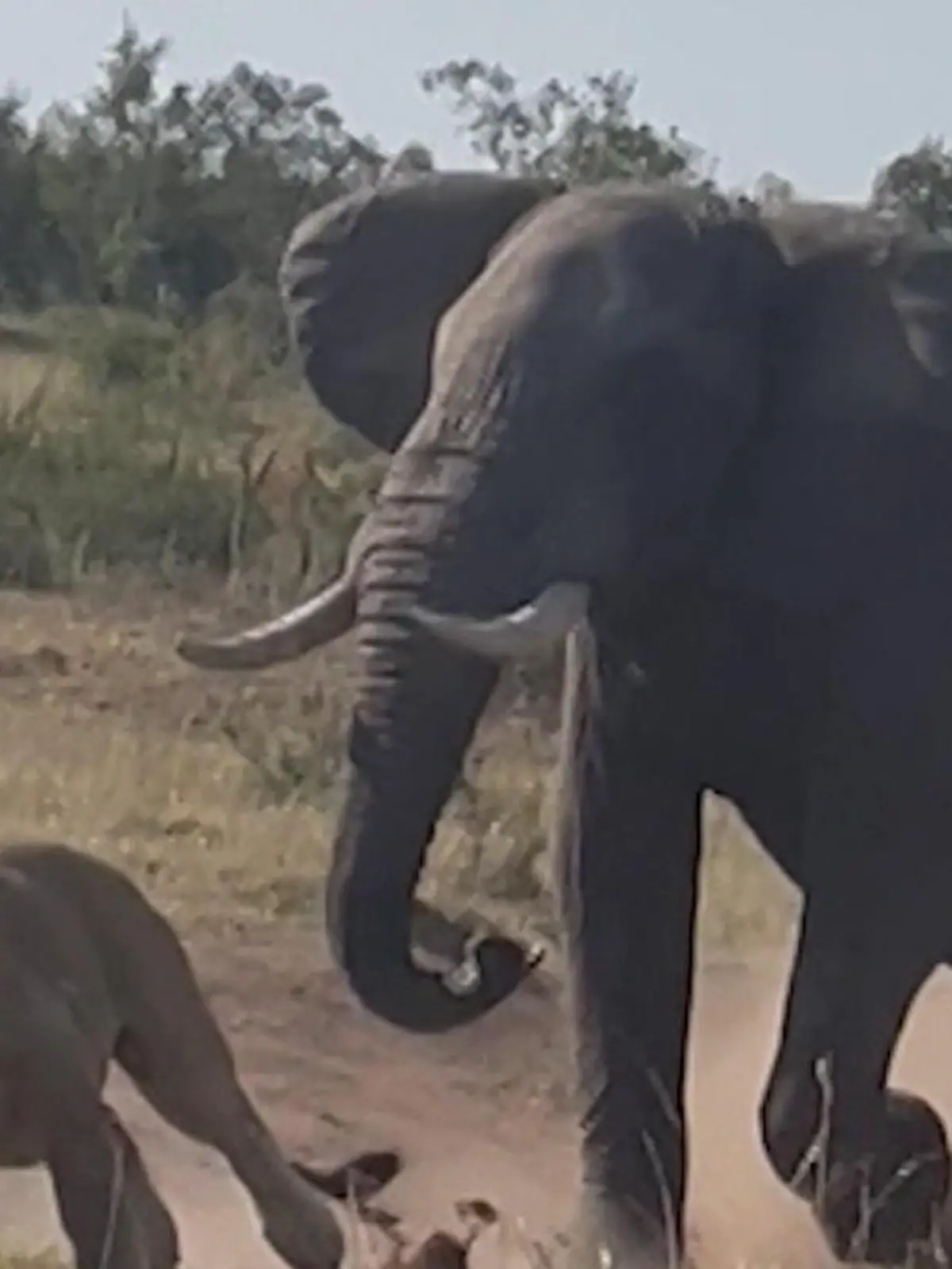 Bild zu: "Löwenkampf eskaliert - dann geht Elefant dazwischen!"