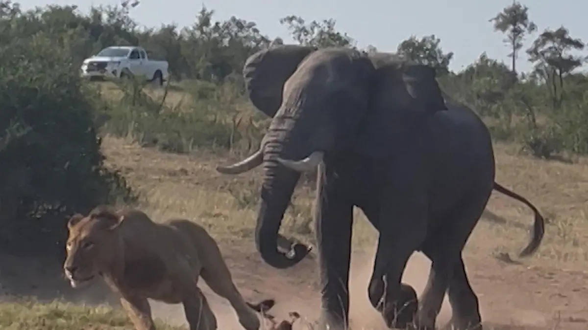 Löwenkampf eskaliert - dann geht Elefant dazwischen! Wer ist hier der König der Tiere?