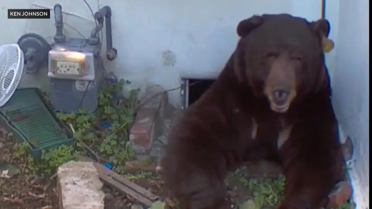 Ein Bär als ungebetener Mitbewohner Er bricht immer wieder in den Keller ein...