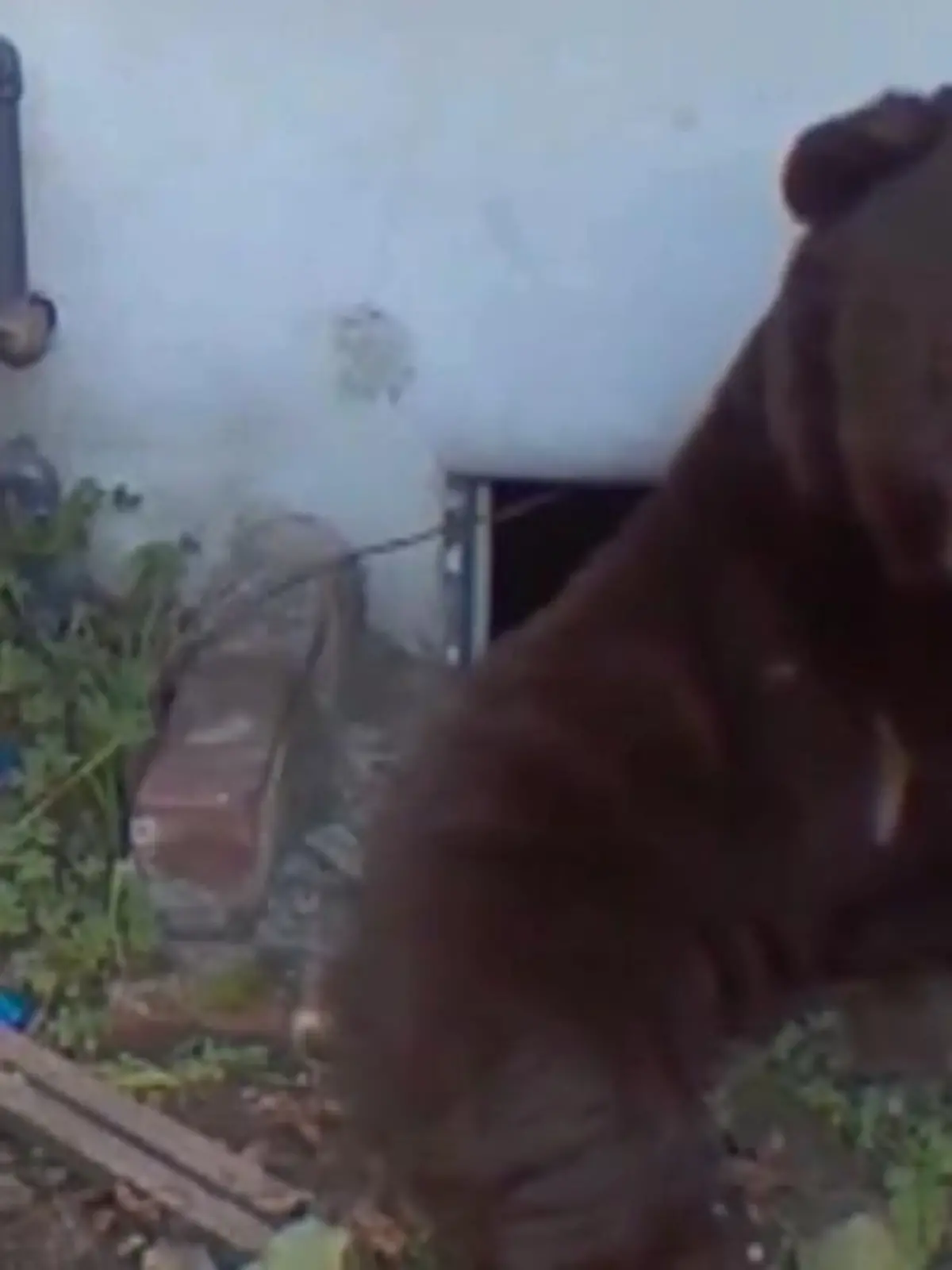 Bild zu: "Ein Bär als ungebetener Mitbewohner"