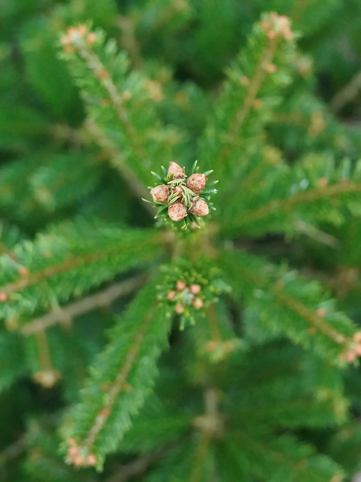 Weihnachtsbaumverkauf