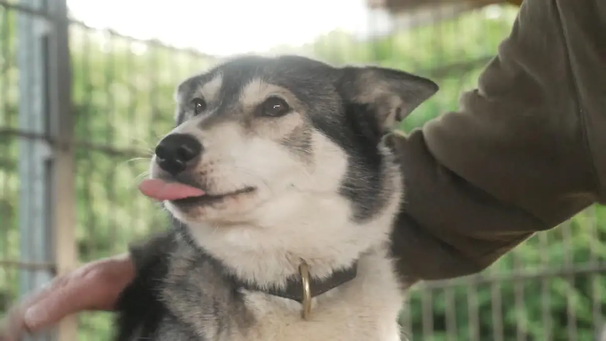 Paar hat 23 Schlittenhunde Schlittenhunde in Dülmen