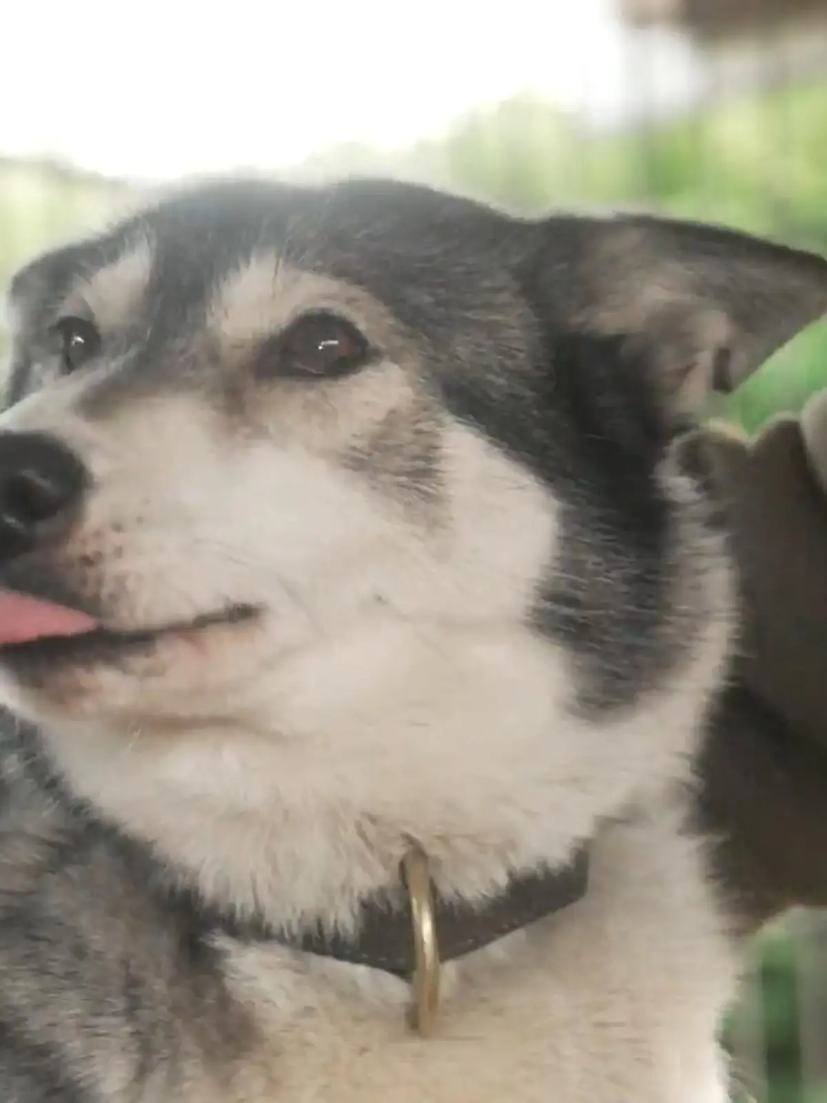 Bild zu: "Paar hat 23 Schlittenhunde"