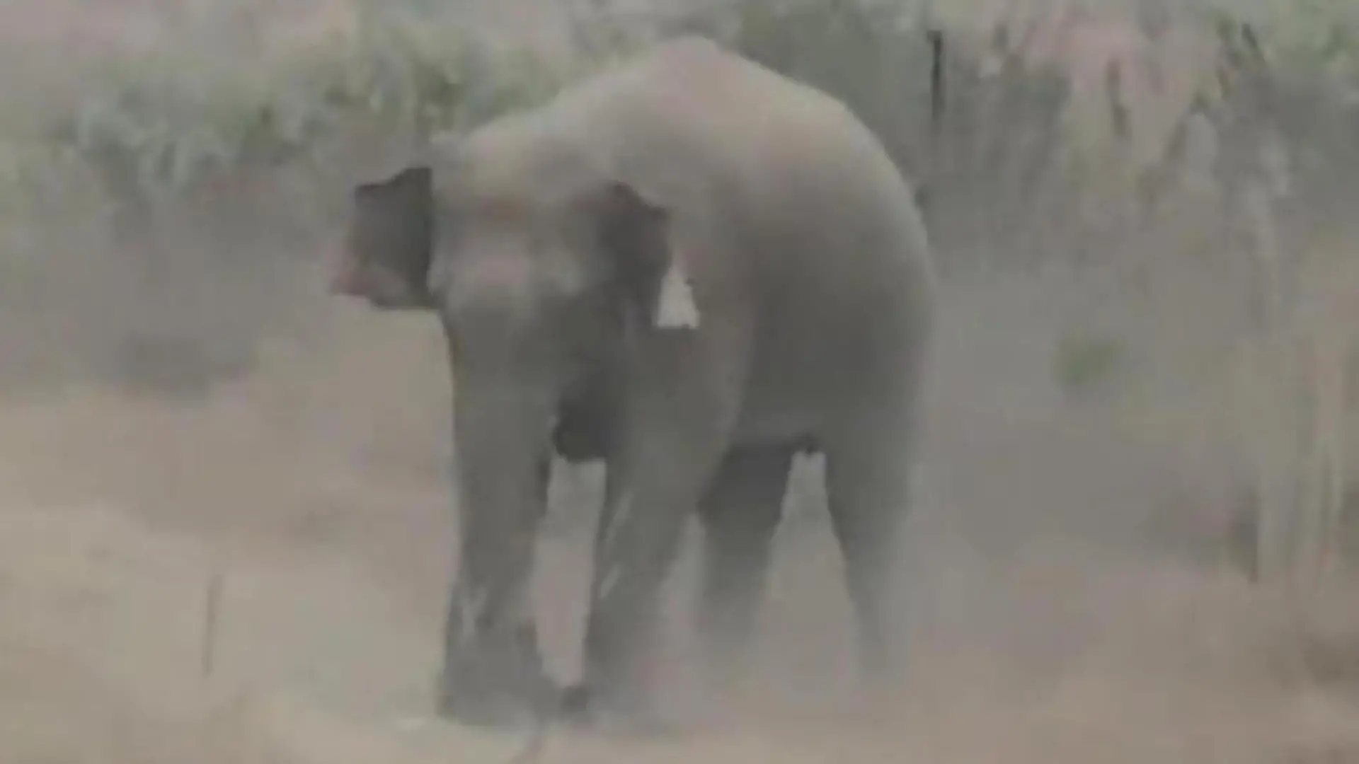 Elefant trampelt Touristen zu Tode – weil der mit ihm ein Foto will! Urlauber bei Safari verunglückt