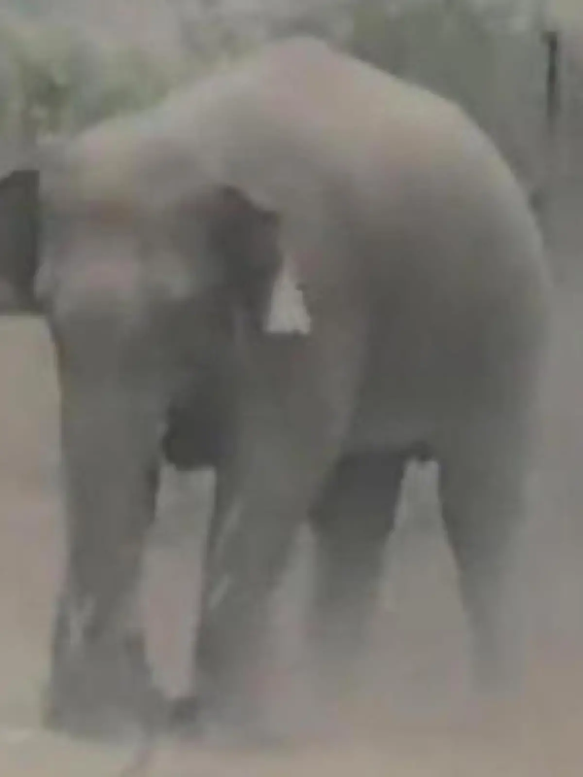 Bild zu: "Elefant trampelt Touristen zu Tode – weil der mit ihm ein Foto will!"