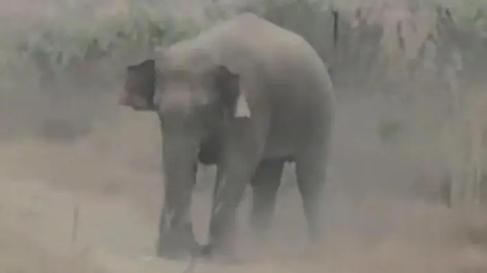 Indien-Tourist-will-ein-Selfie-mit-Elefant-machen-dann-wird-er-zu-Tode-getrampelt