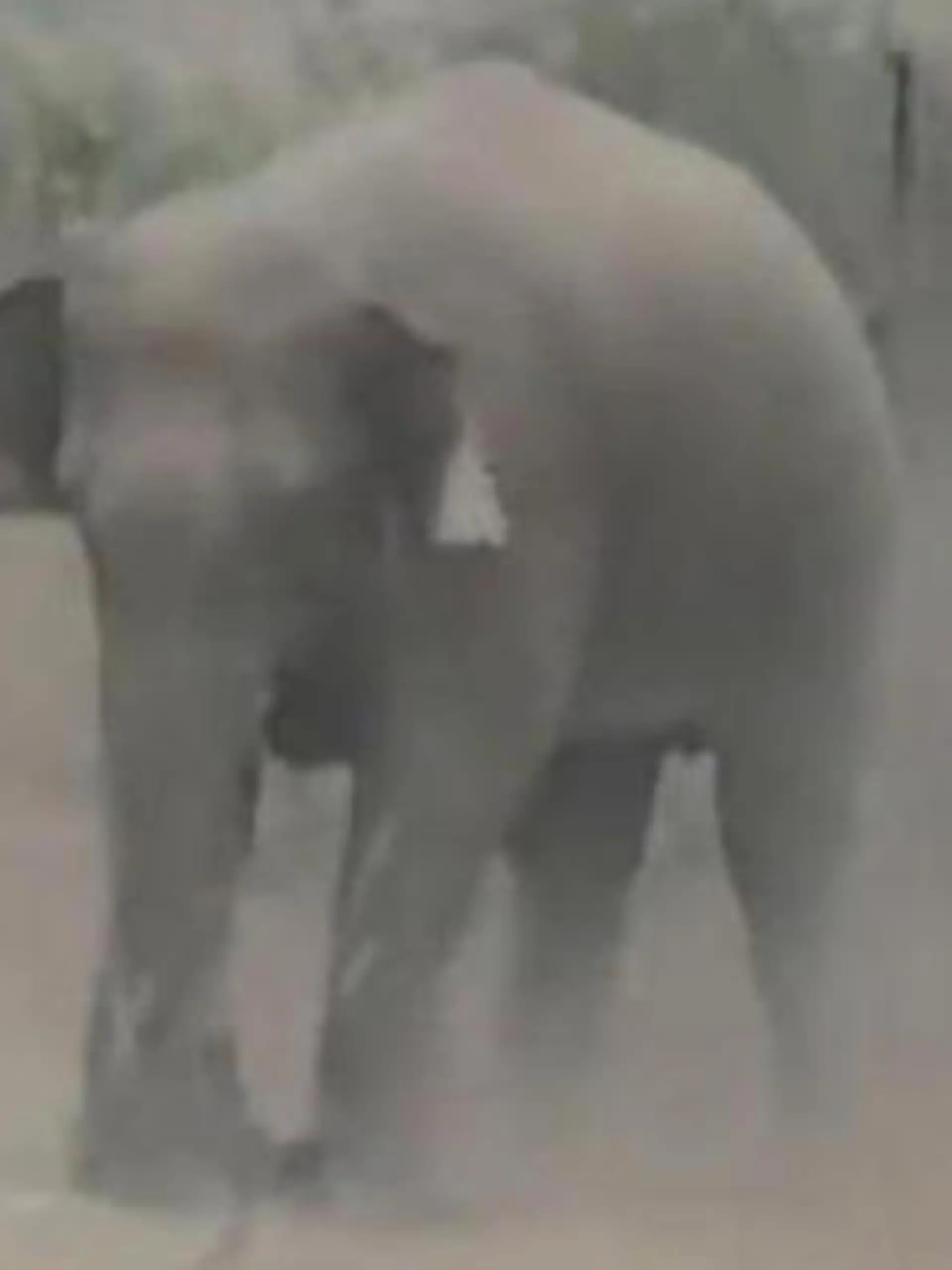 Weil er ein Selfie machen will! Elefant trampelt Tourist zu Tode