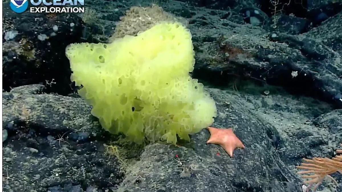 Meeresforscher haben den „echten“ SpongeBob und Patrick im Atlantik entdeckt.