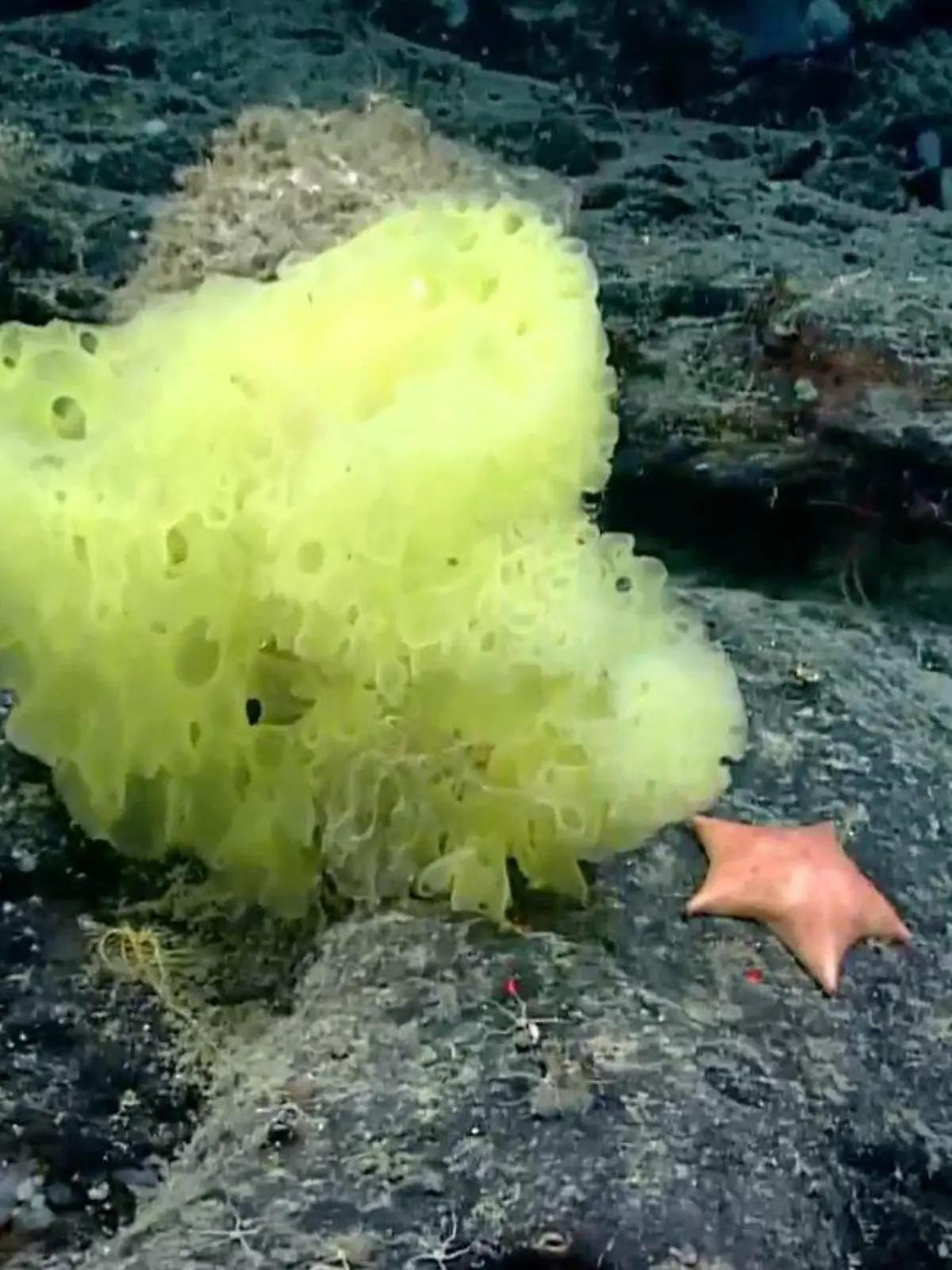 Meeresforscher haben den „echten“ SpongeBob und Patrick im Atlantik entdeckt.