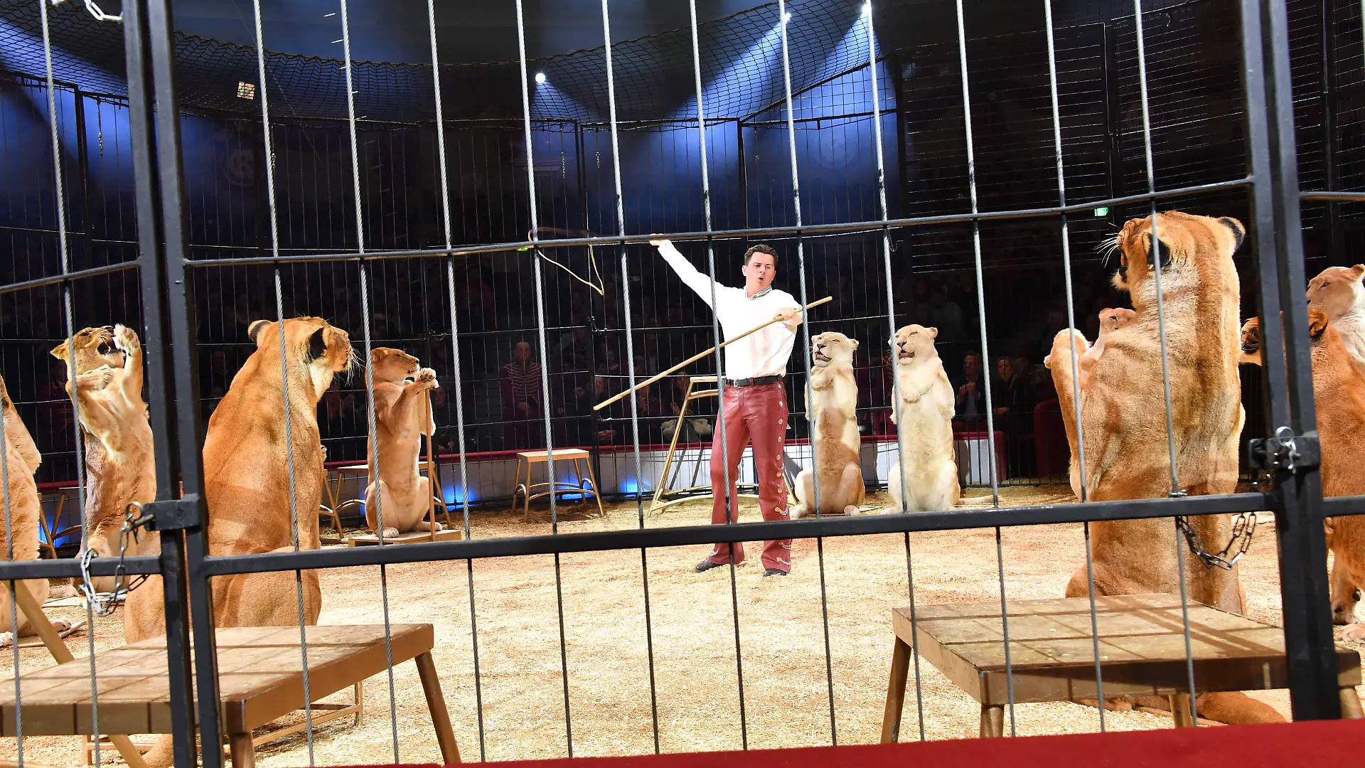 Alexis Lacey / Show / Premiere / Winterspielzeit 2025 / Circus Krone / Ich. Du, Wir. Krone / Manege / Kronebau / München