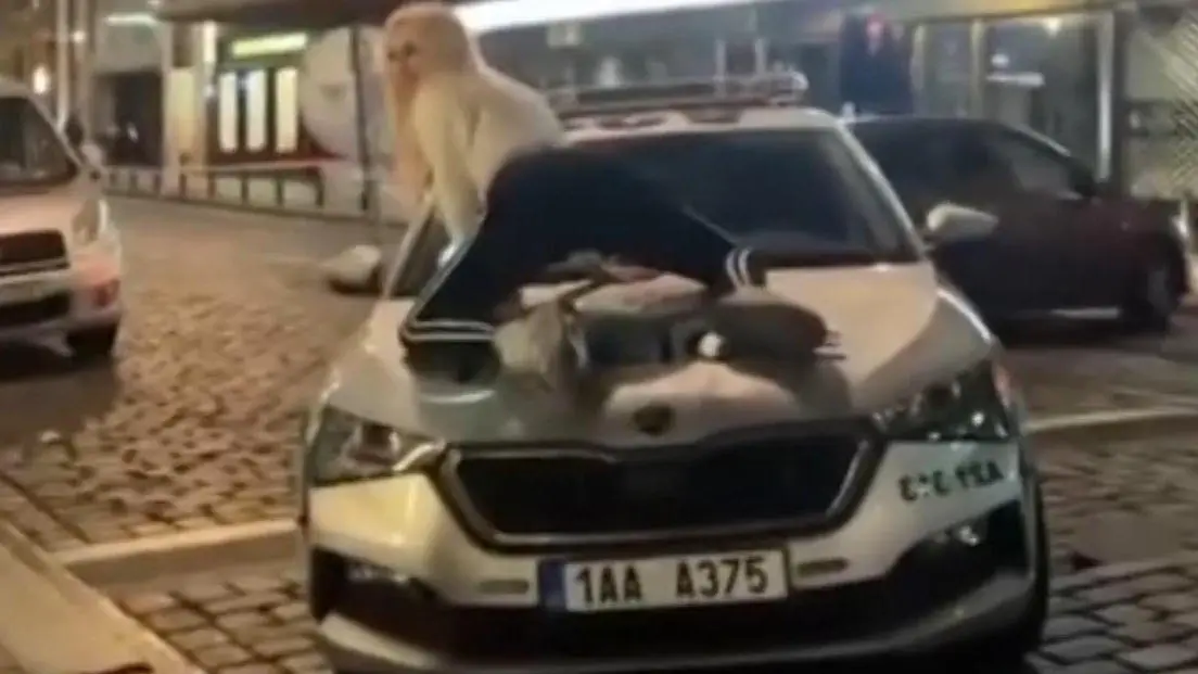 Sexy-Strip-Einlage-von-Influencerin-auf-Polizeiauto-jetzt-droht-ihr-der-Knast-