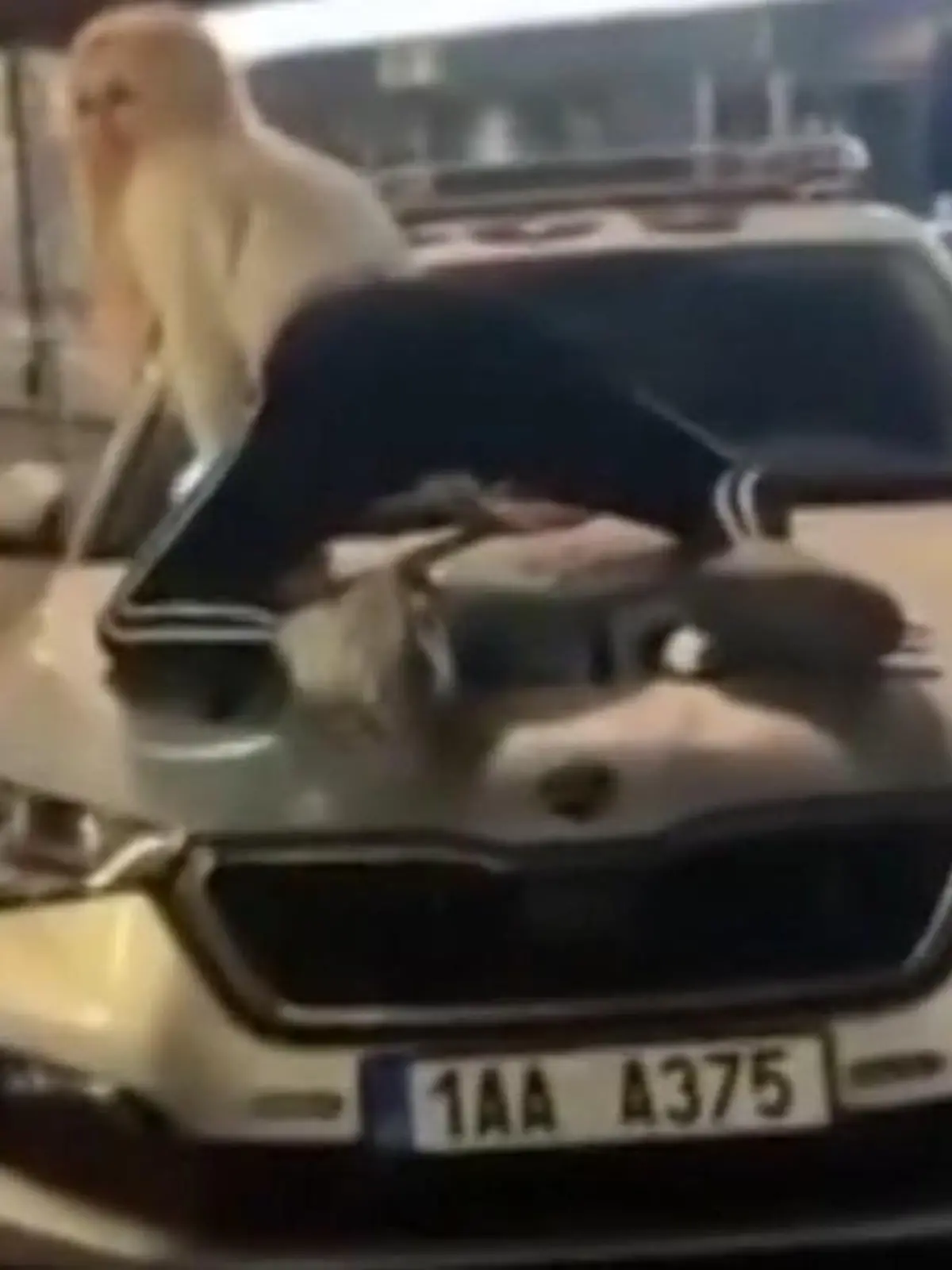 Bild zu: "Sexy Strip-Einlage! Influencerin wegen DIESER Show angeklagt"