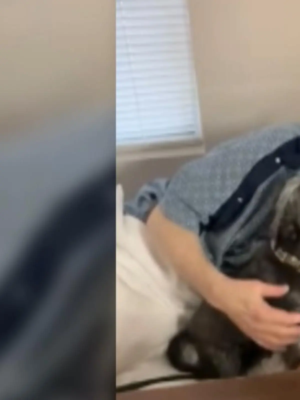 Bild zu: "Hund besucht Mann im Krankenhaus "