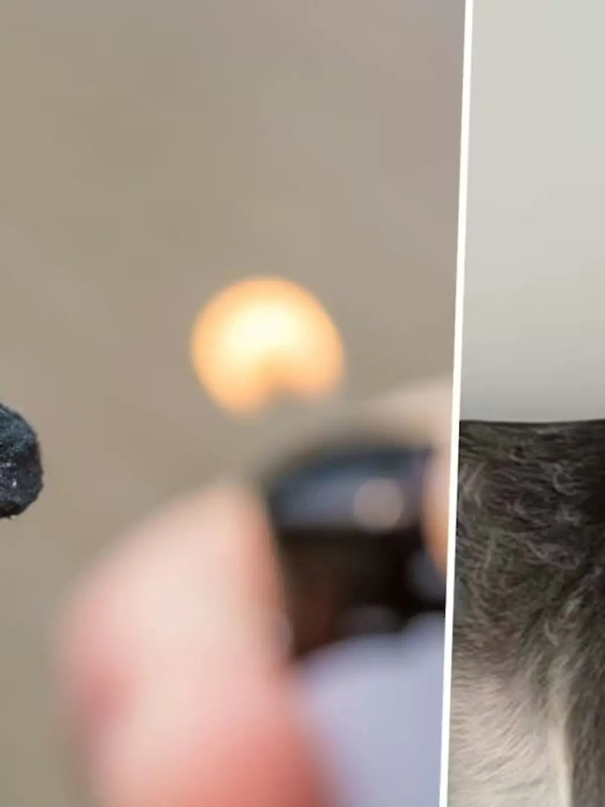 In Panik vor einem Böller rannte die Hündin weg