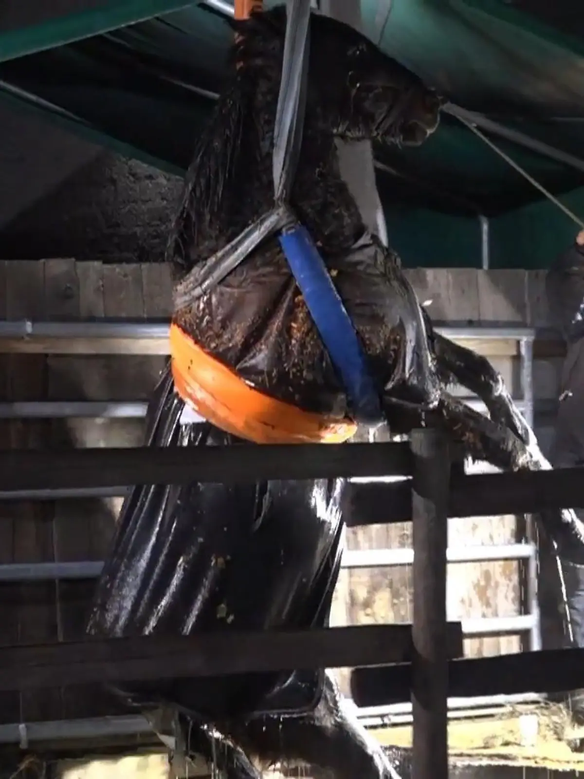 Bild zu: "Böller erschreckt Pferd – Tier kämpft in drei Meter tiefem Brunnen ums Überleben"