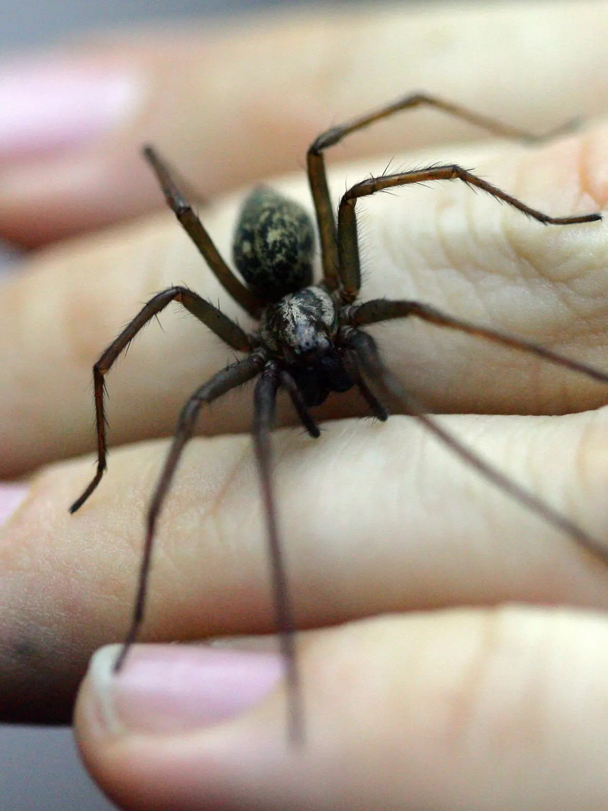 Bild zu: "Alarmanlage schrillt! Polizei sucht Einbrecher – schuld ist eine Spinne"